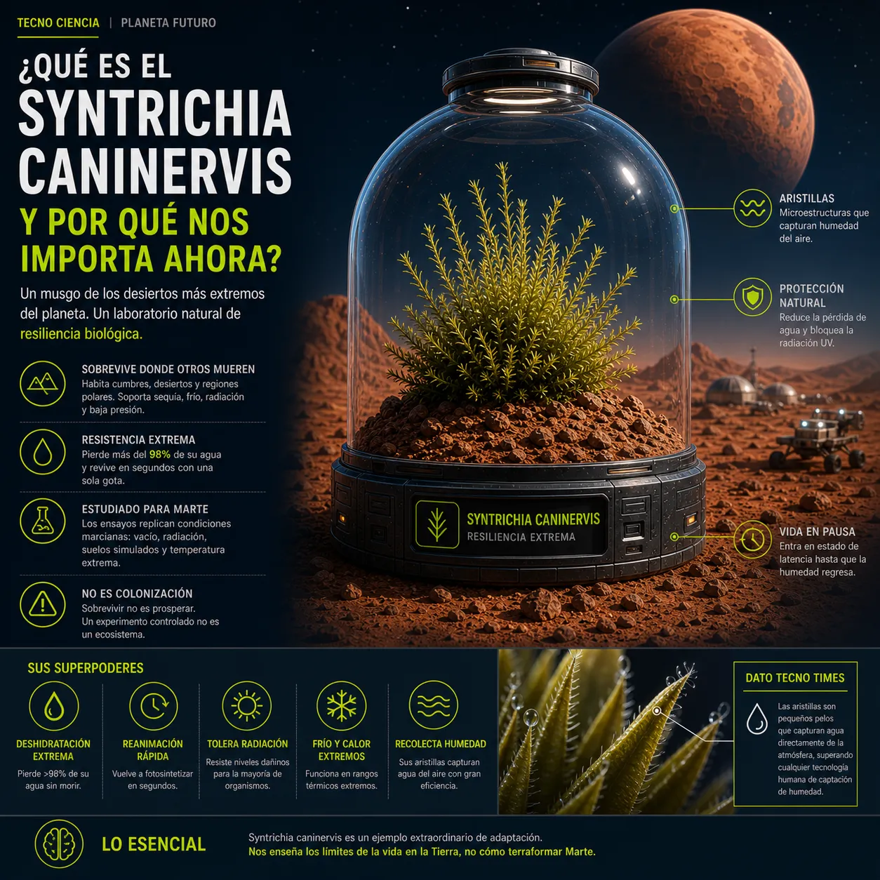 nfografía educativa sobre el musgo Syntrichia caninervis, destacando sus capacidades de resiliencia biológica para la exploración espacial. La imagen muestra la planta en una cápsula sobre la superficie de Marte, detallando sus "superpoderes"